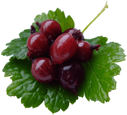 Schwarzer Johannisbeerlikör