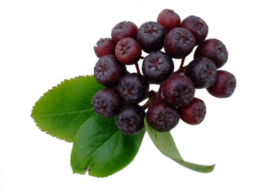 Aroniasirup 0,25 Liter