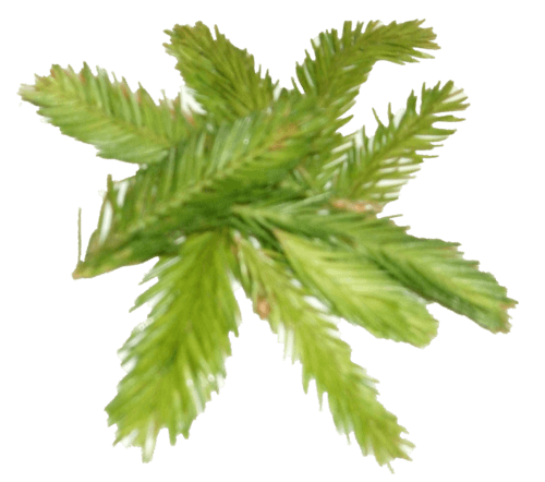 Tannenspitzlikör mit Spitzwegerich