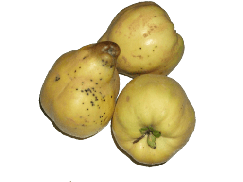 Quittenlikör