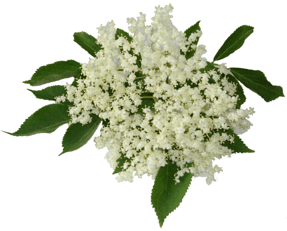 Holunderblüten Shrub 0,25 Liter