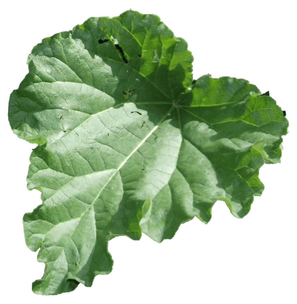 Rhabarber Shrub 0,25 Liter
